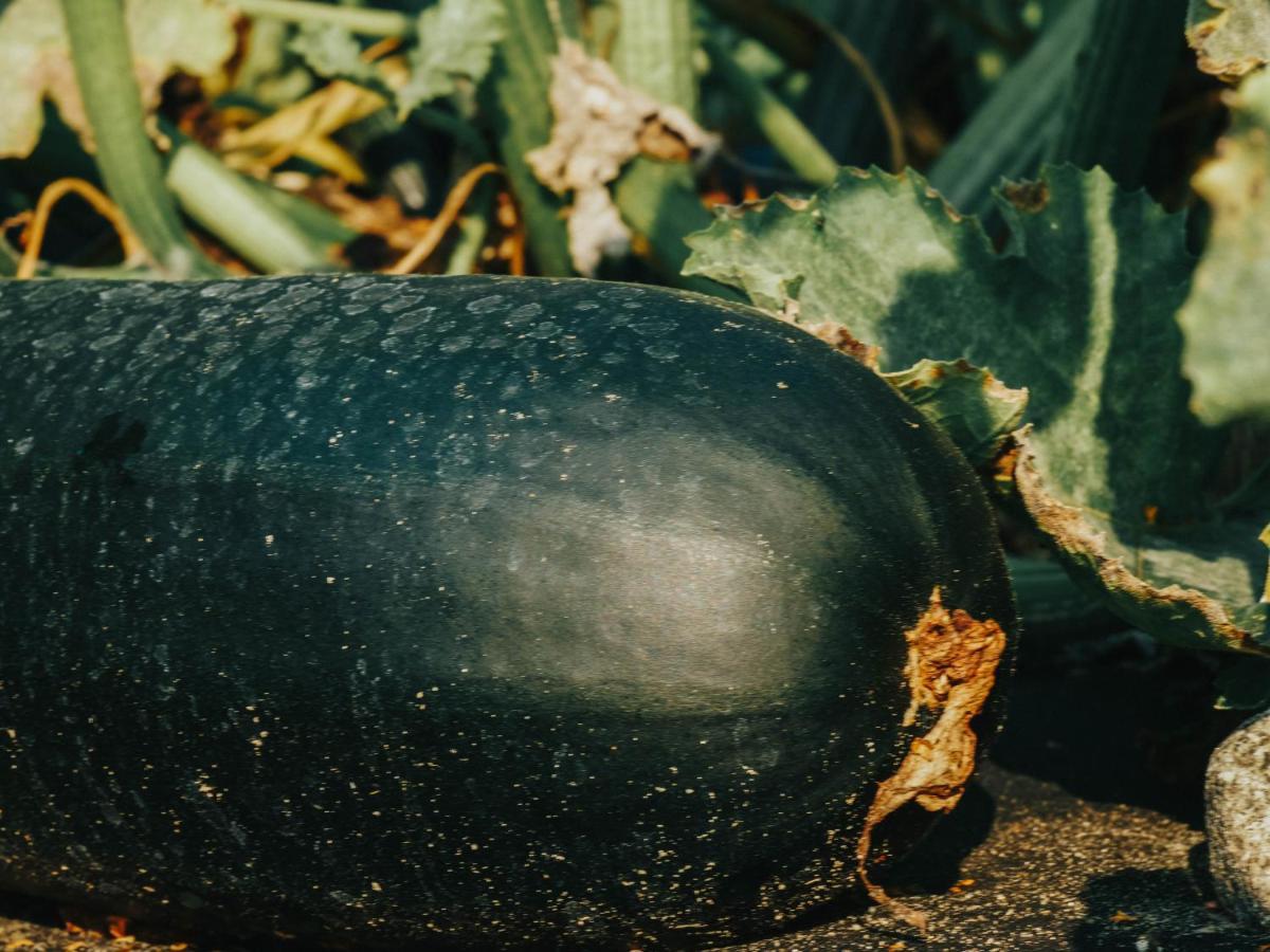 Gospodarstwo Agroturystyczne Anielin Okonek Exteriör bild