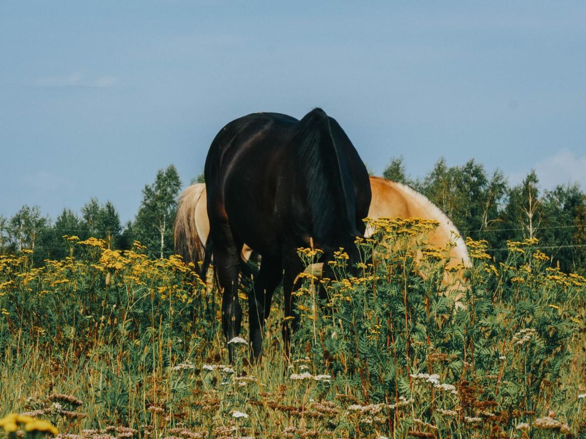 Gospodarstwo Agroturystyczne Anielin Okonek Exteriör bild